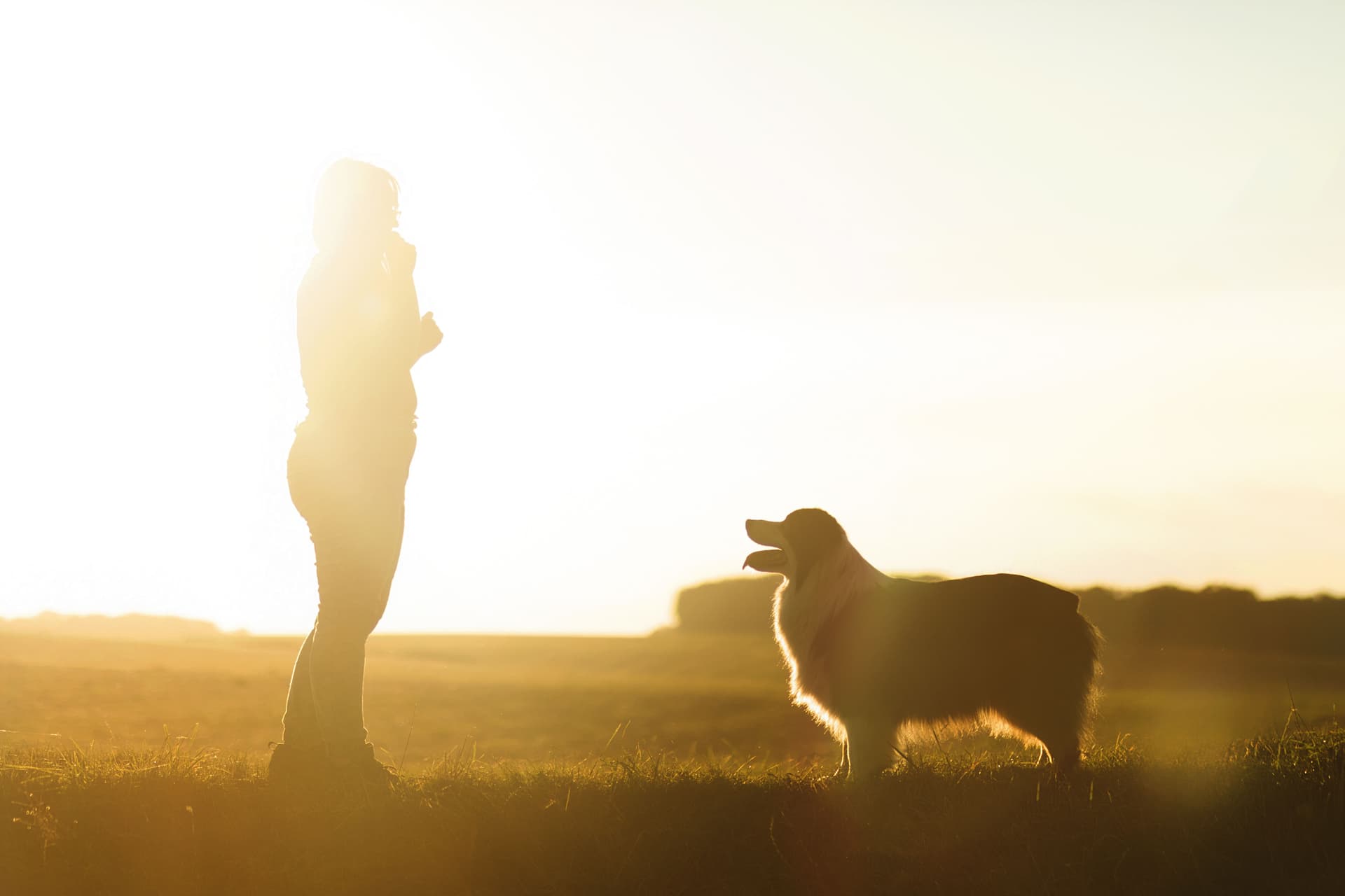 fond coucher de soleil, Océane et un berger qui la regarde, attentif
