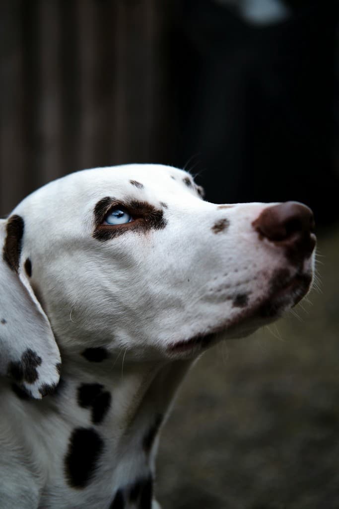 Communication Animale