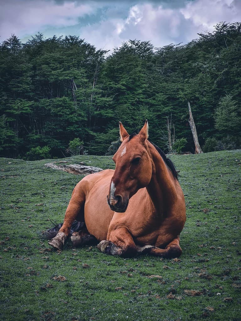 Soin Énergétique Animal
