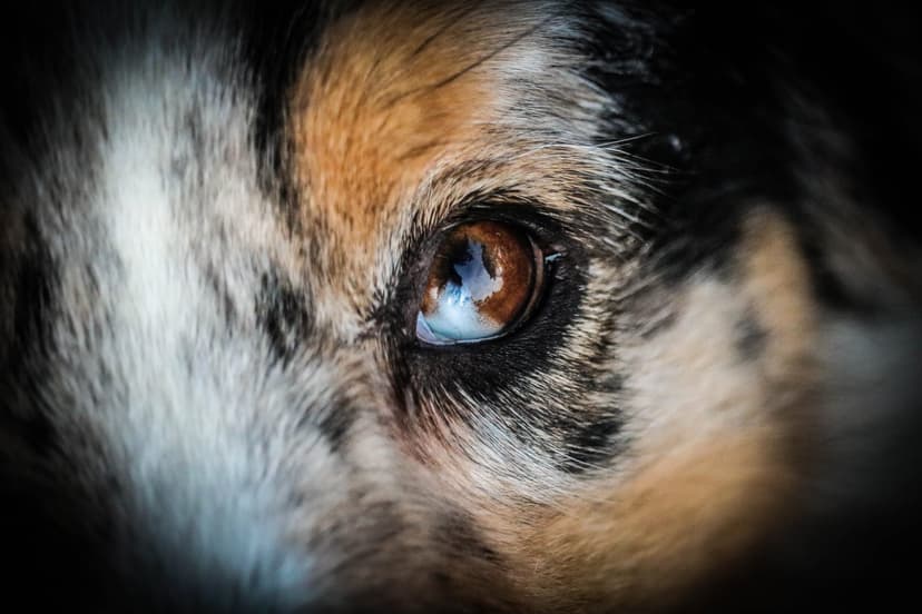 Image représentant le lien vers la page Qui suis-je ?