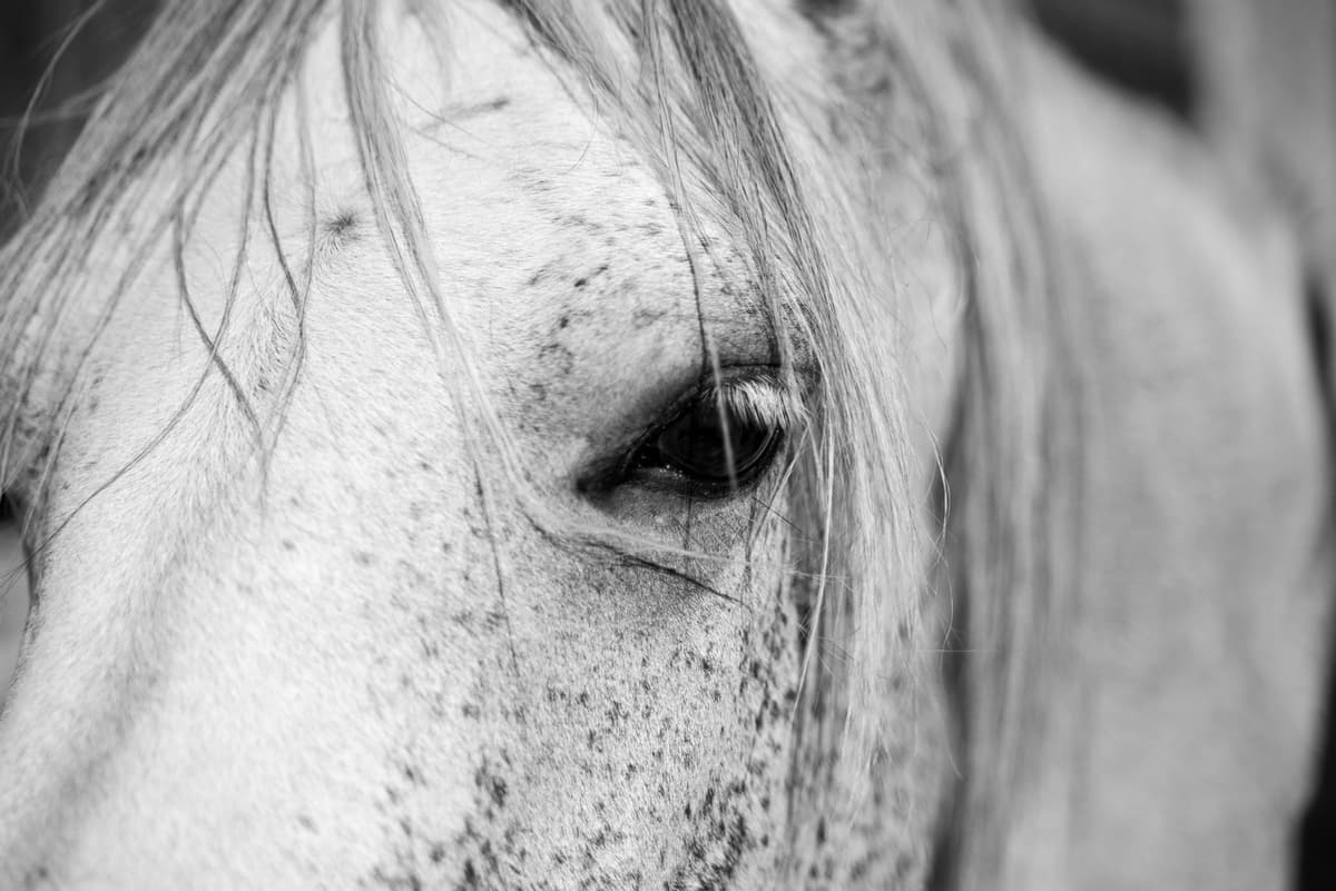 Urgence & Fin de Vie